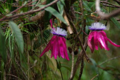 Passiflora rogitamensis