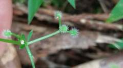 Galium echinocarpum