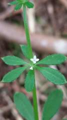Galium echinocarpum