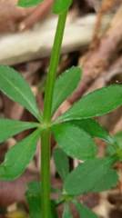 Galium echinocarpum