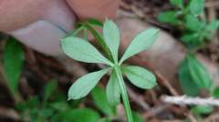 Galium echinocarpum
