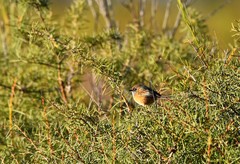 Stipiturus malachurus