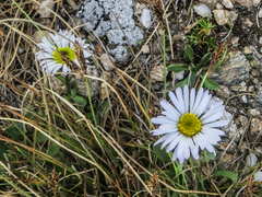 Erigeron melanocephalus