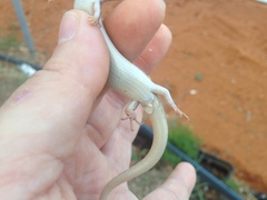 Chalcides ocellatus