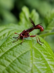 Physocephala burgessi