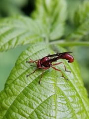 Physocephala burgessi
