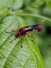 Physocephala burgessi