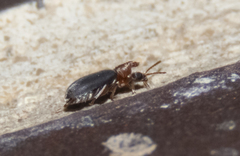 Notoxus murinipennis