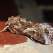 Armyworm Moths - Photo (c) Robert Meehan, some rights reserved (CC BY-NC), uploaded by Robert Meehan