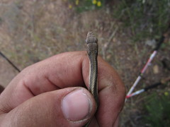 Salvadora hexalepis hexalepis