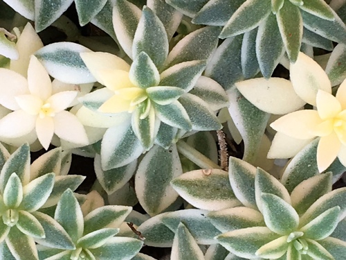 Sedum lineare Thunb.