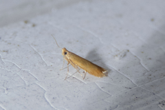 Tischeria quercitella