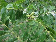 Carya illinoinensis