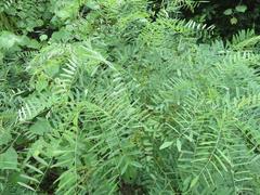 Amorpha fruticosa