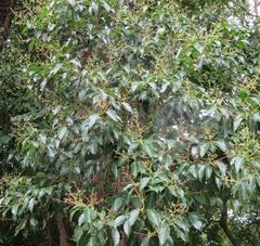 Ligustrum lucidum