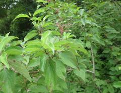 Cornus drummondii