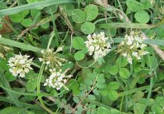 Trifolium repens