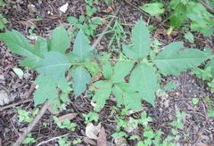 Toxicodendron radicans