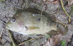 Herichthys cyanoguttatus