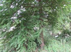Taxodium distichum