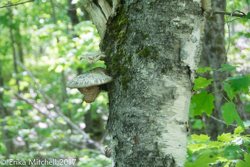 Piptoporus betulinus image