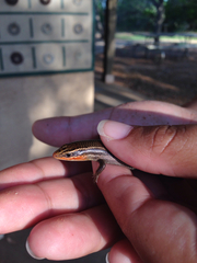 Plestiodon tetragrammus