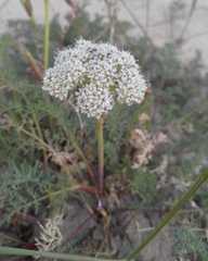 Phlojodicarpus sibiricus