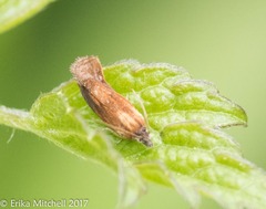 Eucosma umbrastriana