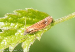 Eucosma umbrastriana