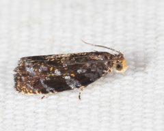 Olethreutes auricapitana