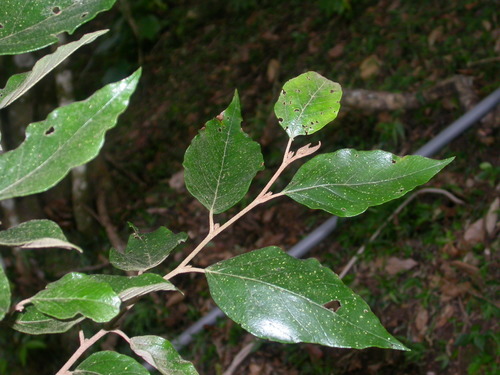Hamamelidaceae image