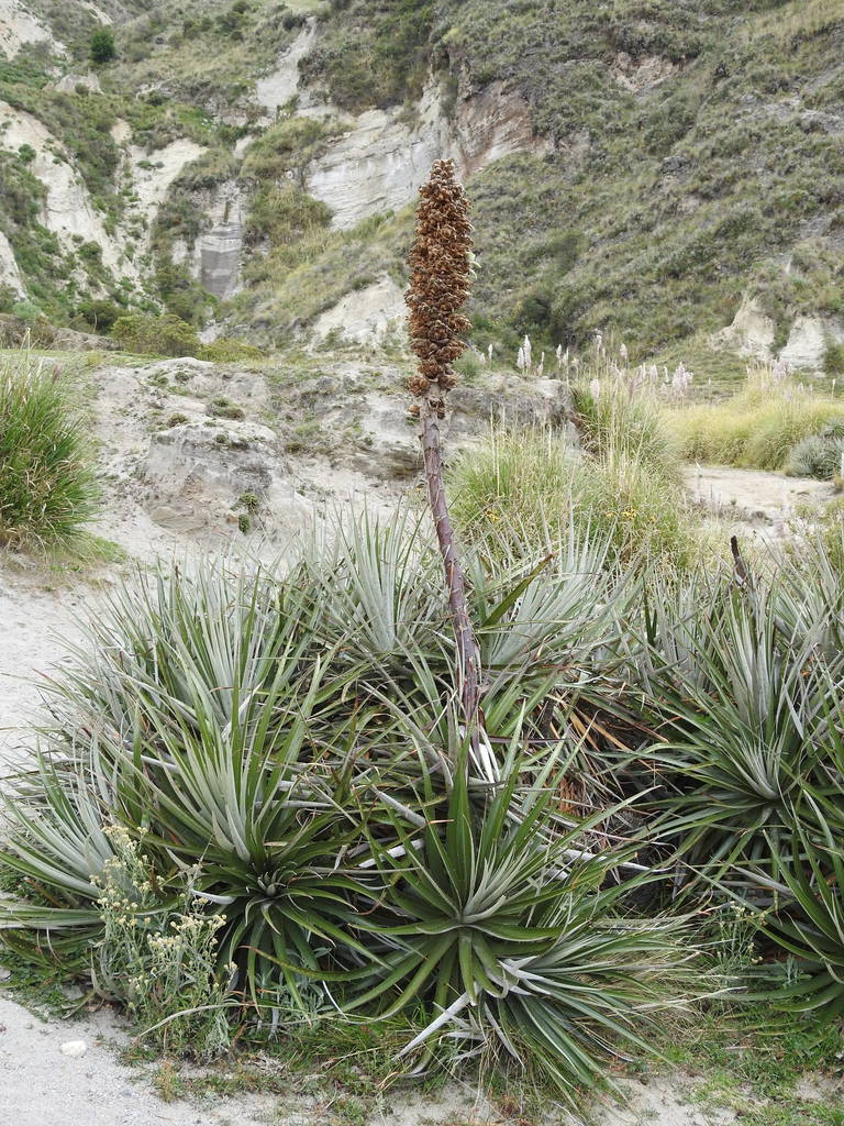 Puya retrorsa