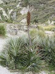 Puya retrorsa