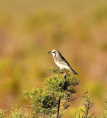 Gliciphila melanops