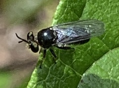 Cerotainia