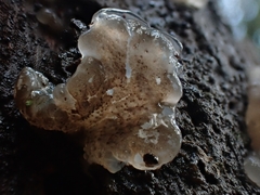 Exidia novozealandica