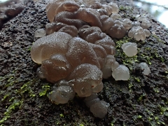 Exidia novozealandica