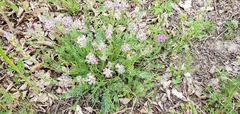 Oxytropis borealis