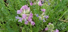 Oxytropis borealis