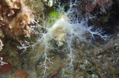 Eupentacta quinquesemita