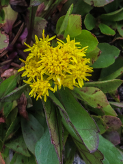 Solidago simplex simplex