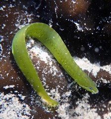 Penpoint Gunnel photo 3