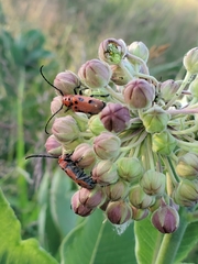 Tetraopes tetrophthalmus