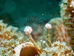 Ralpharia