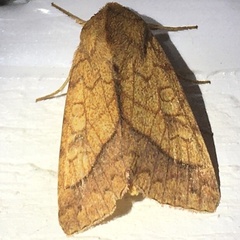 Pyrrhia
