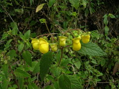 Calceolaria elatior