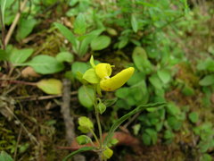 Calceolaria polyclada