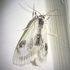 Cliniodes ostreonalis