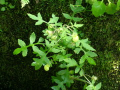 Calceolaria chelidonioides