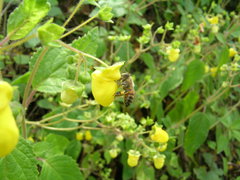 Calceolaria elatior